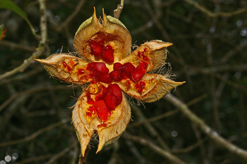 Oncoba tettensis var. macrophylla image