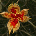 Xylotheca tettensis macrophylla - Photo (c) Graeme White, μερικά δικαιώματα διατηρούνται (CC BY-NC), uploaded by Graeme White