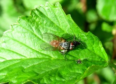 Pegomya bicolor