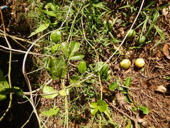 Passiflora edulis flavicarpa