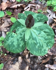 Trillium cuneatum