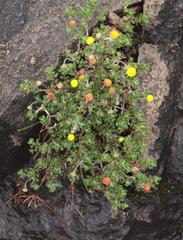 Pentzia tortuosa