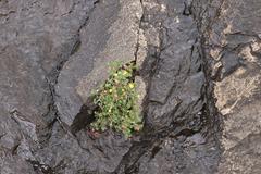 Pentzia tortuosa