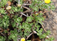 Pentzia tortuosa