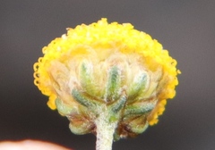 Pentzia tortuosa
