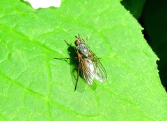 Pegomya bicolor