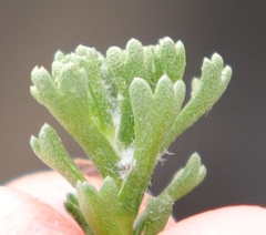 Pentzia tortuosa