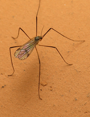Ormosia lineata