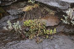 Pentzia tortuosa