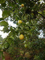 Passiflora edulis flavicarpa