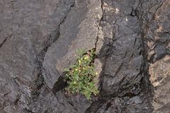 Pentzia tortuosa