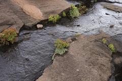 Crassula sarcocaulis