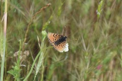Melitaea cinxia