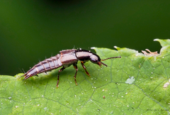 Raphirus