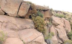 Crassula sarcocaulis