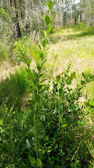 Vaccinium fuscatum image