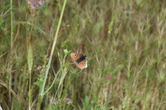 Melitaea cinxia