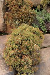 Crassula sarcocaulis