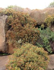 Crassula sarcocaulis