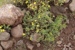 Cineraria lyratiformis