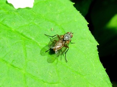 Pegomya bicolor