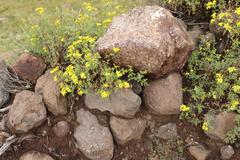Cineraria lyratiformis