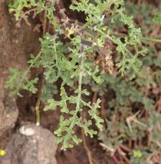 Cineraria lyratiformis