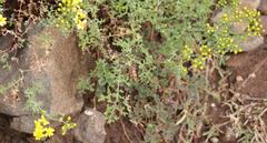 Cineraria lyratiformis