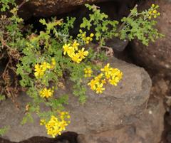 Cineraria lyratiformis