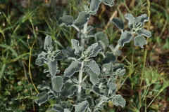 Marrubium incanum