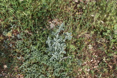 Marrubium incanum