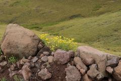 Cineraria lyratiformis