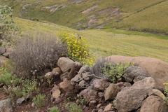 Cineraria lyratiformis