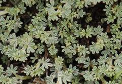 Indigofera burchellii