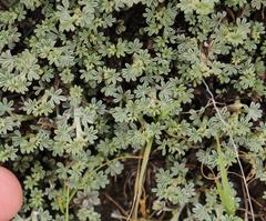 Indigofera burchellii