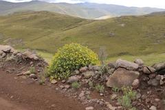 Cineraria lyratiformis