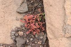 Crassula peploides