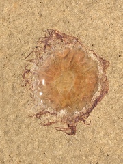 Cyanea capillata