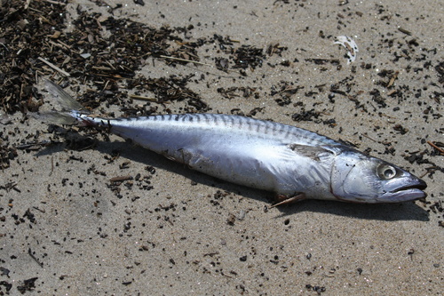 Atlantic Mackerel