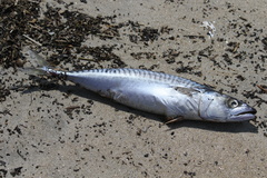 Atlantic Mackerel photo 2