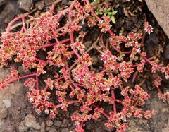 Crassula peploides