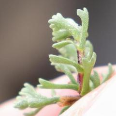 Pentzia tortuosa