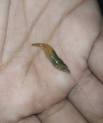 Neocaridina denticulata