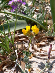 Lotus cytisoides