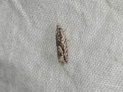 Holocola thalassinana