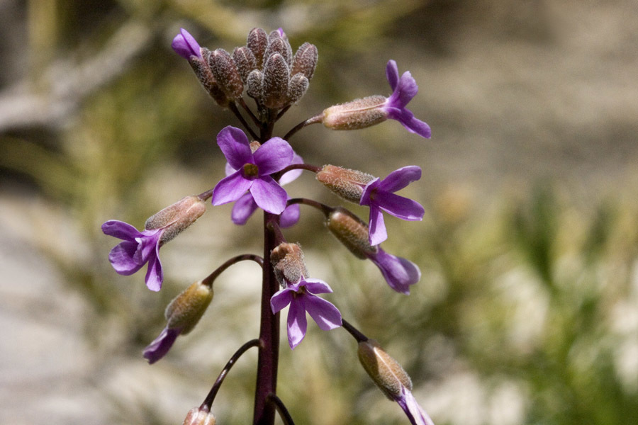 Boechera xylopoda