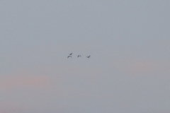 Threskiornis aethiopicus