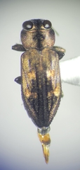 Chrysobothris rossi