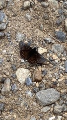 Erynnis icelus