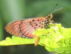 Acraea petraea